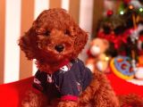 Red Brown Toy Poodle Mini Boy Bebekler