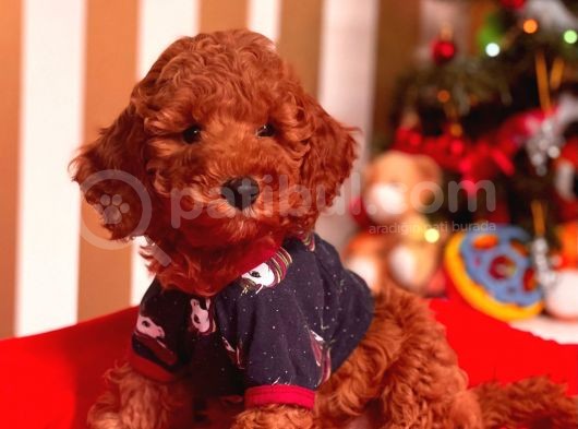 Red Brown Toy Poodle Mini Boy Bebekler görsel