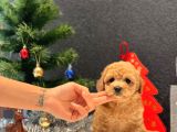 Safkan Toy Poodle Bebekler