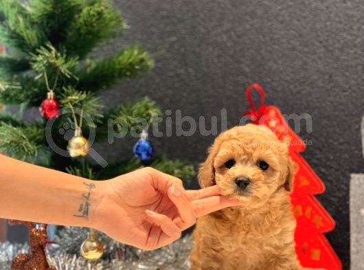Safkan Toy Poodle Bebekler görsel