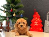 Safkan Toy Poodle Bebekler
