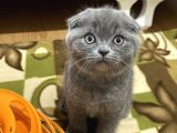 Ev Ortamından Scottish Fold Erkek