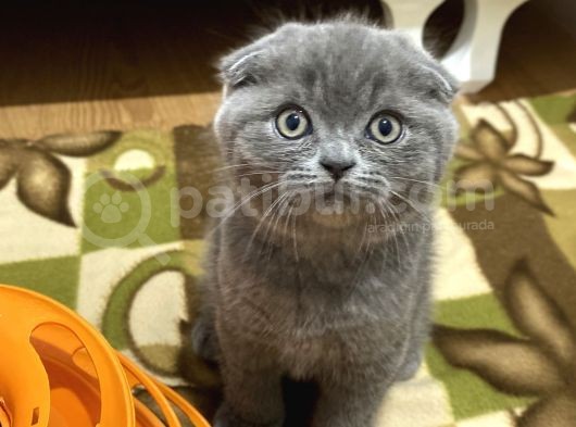 Ev Ortamından Scottish Fold Erkek görsel