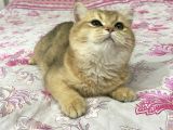 British Shorthair Safkan Bebekler