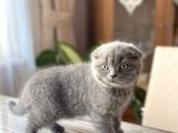 Ev Ortamından Scottish Fold Erkek