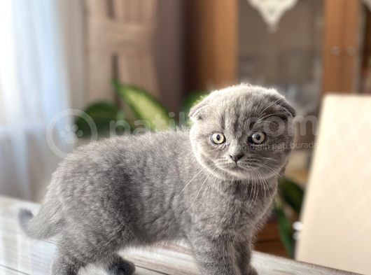 Ev Ortamından Scottish Fold Erkek görsel