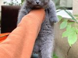 Ev Ortamından Scottish Fold Erkek