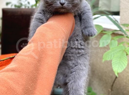 Ev Ortamından Scottish Fold Erkek görsel