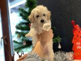 Beyaz Toy Poodle Oğlumuz