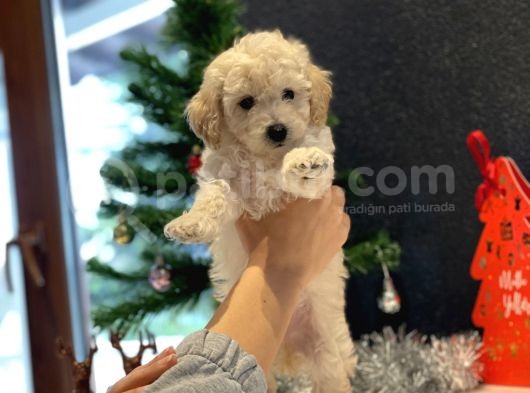 Beyaz Toy Poodle Oğlumuz görsel