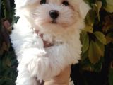 Maltese Mini Boy Yavrular
