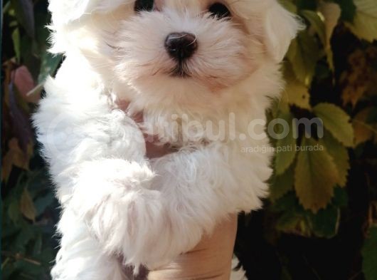 Maltese Mini Boy Yavrular