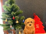 Sağlık Garantili Toy Poodle Yavrular