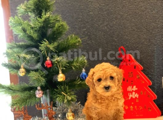 Sağlık Garantili Toy Poodle Yavrular