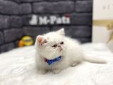 MUHTEŞEM İRAN EGZOTİK SHORTHAİR