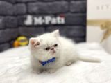 Muhteşem İran Egzoti̇k Shorthai̇r