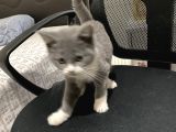 Ev Ortaminda Büyümüş Kedi̇