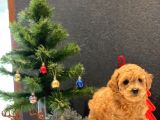 Sağlık Garantili Toy Poodle Yavrular