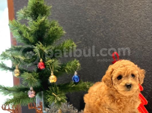 Sağlık Garantili Toy Poodle Yavrular görsel