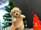 Beyaz Toy Poodle Oğlumuz