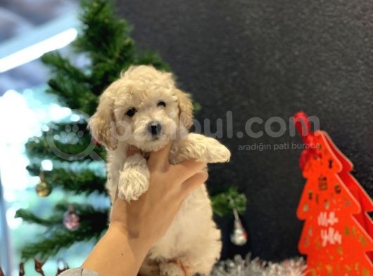 Beyaz Toy Poodle Oğlumuz