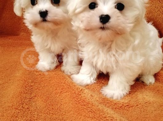Maltese Mini Boy Yavrular görsel