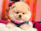 Boo Pomeranian Ayı Surat Yavrular