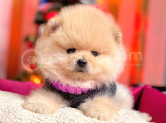 Boo Pomeranian Ayı Surat Yavrular görsel