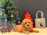 Safkan Toy Poodle Bebekler