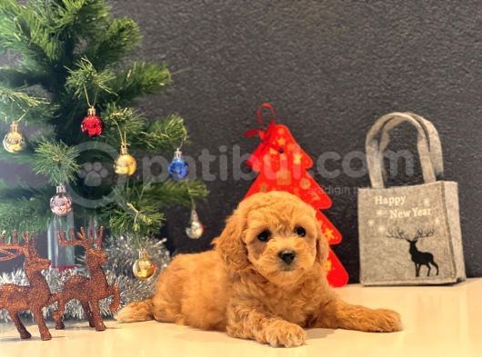 Safkan Toy Poodle Bebekler görsel