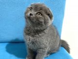 Ev Ortamından Scottish Fold Erkek