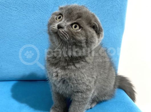 Ev Ortamından Scottish Fold Erkek görsel