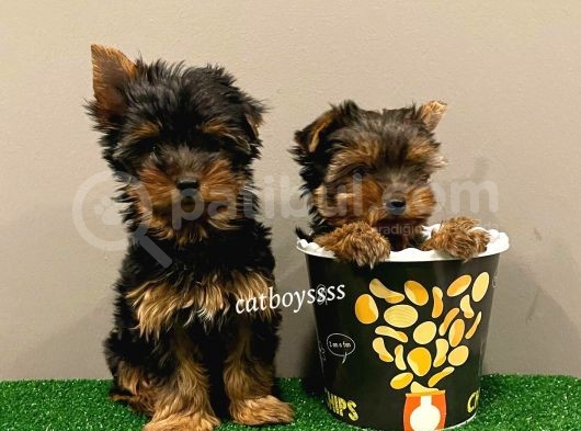 Yorkshire Terrier Dişi Ve Erkek Yavrular görsel