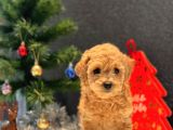 Sağlık Garantili Toy Poodle Yavrular