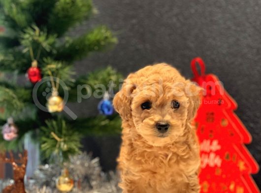 Sağlık Garantili Toy Poodle Yavrular görsel