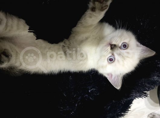 Blue Point British Yavrular görsel