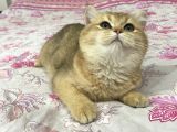 British Shorthair Safkan Bebekler