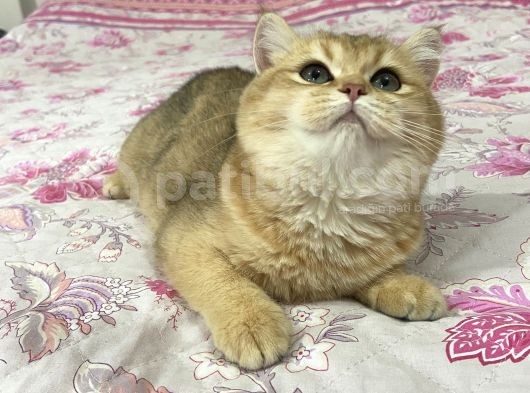 British Shorthair Safkan Bebekler