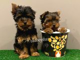 Yorkshire Terrier Dişi Ve Erkek Yavrular