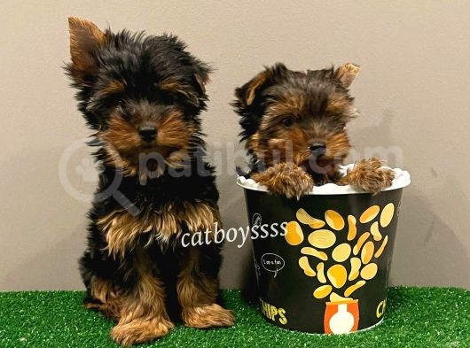 Yorkshire Terrier Dişi Ve Erkek Yavrular görsel