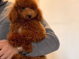 Safkan Kirmizi Toy Poodle Yavrumuz