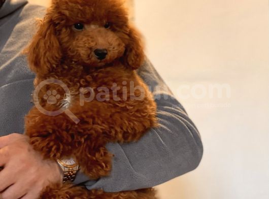 Safkan Kirmizi Toy Poodle Yavrumuz görsel