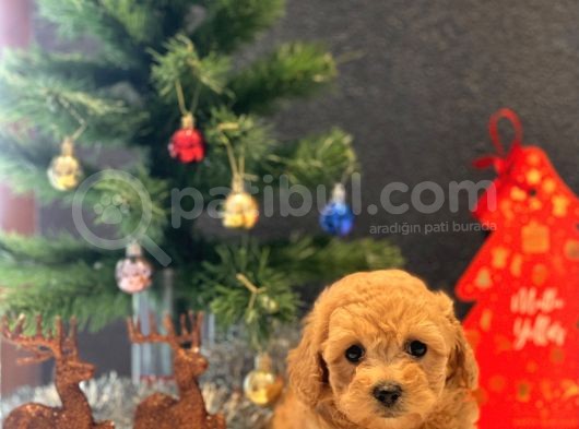 Safkan Toy Poodle Bebekler görsel