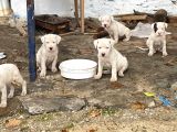 Safkan Yavru Son Bir Adet Dişimiz