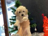 Beyaz Toy Poodle Oğlumuz
