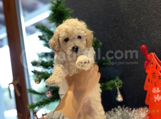 Beyaz Toy Poodle Oğlumuz görsel