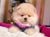 Boo Pomeranian Ayı Surat Yavrular