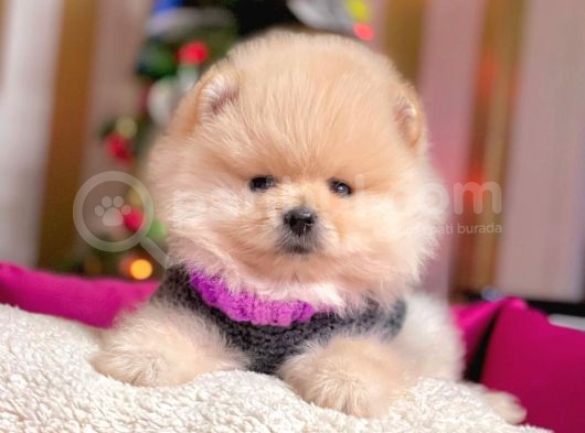Boo Pomeranian Ayı Surat Yavrular görsel