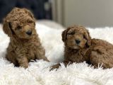 Toy Poodle Önceden Rezerve