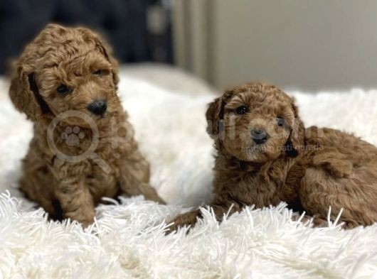 Toy Poodle Önceden Rezerve